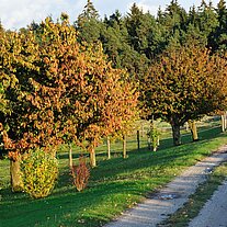 Weg am Obstgarten Weg am Obstgarten
