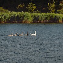 Schwanenfamilie in der Bucht