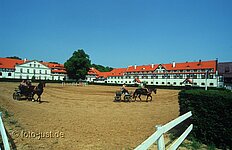 Kutschentraining im Gestüt