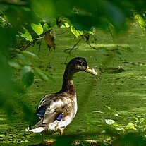 Enten im Klosterpark Enten im Klosterpark