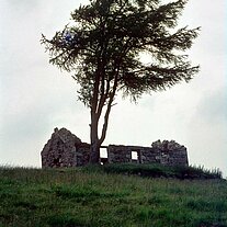 Haus - Ruine mit Baum