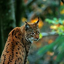 Luchs ( Lynx lynx )