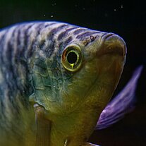Fadenfisch