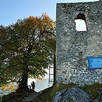 Ruine Falkenstein mit Baum