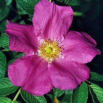 Strandrose Strandrose