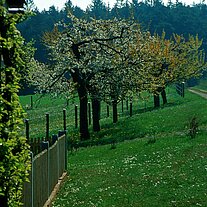 Obstbaumblüte am Grünschusterhof