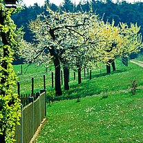 Obstbaumblüte am Grünschusterhof Obstbaumblüte am Grünschusterhof