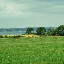 Blick über die Weiden von Lyø Blick über die Weiden von Lyø