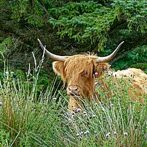 Highland Cattle Highland Cattle