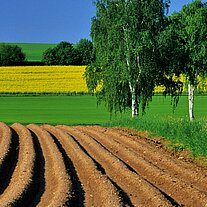 Feld