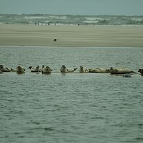 Seehunde auf Sandbank