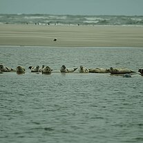 Seehunde auf Sandbank Seehunde auf Sandbank