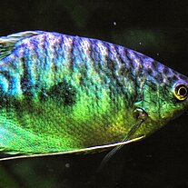 Fadenfisch
