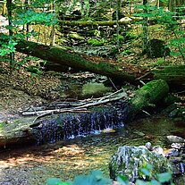 Großer Steinbach Großer Steinbach