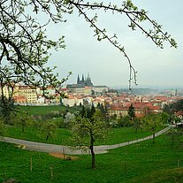 Blick auf den Hradschin mit Obstbaum Blick auf den Hradschin mit Obstbaum