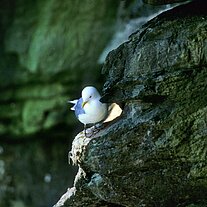 Möwe am Felsen Möwe am Felsen