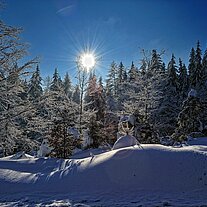 Hessenreuther Wald an der B299 Hessenreuther Wald an der B299