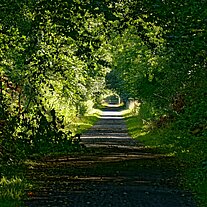 Waldweg Waldweg