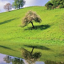 Apfelbaum an Weiher Apfelbaum an Weiher