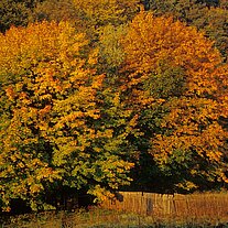 Herbst am Waldrand Herbst am Waldrand