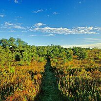 Herbstliche Wiese Herbstliche Wiese