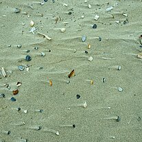 Muschelreste und Sand