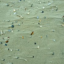 Muschelreste und Sand Muschelreste und Sand