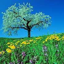 Der Apfelbaum mit Löwenzahn Der Apfelbaum mit Löwenzahn