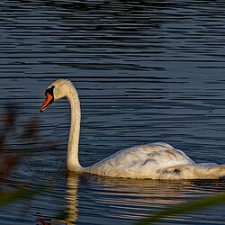 Schwan Schwan