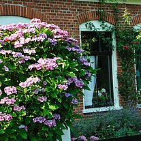 Fenster und Hortensien