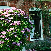 Fenster und Hortensien Fenster und Hortensien
