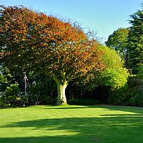 Baum mit rotem Laub Baum mit rotem Laub