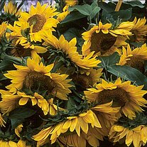 Matignon Sonnenblumen