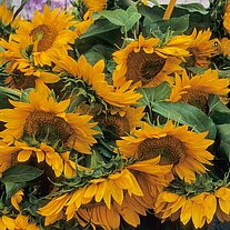 Matignon Sonnenblumen Matignon Sonnenblumen