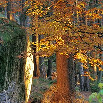 Herbstbaum mit Felsen Herbstbaum mit Felsen