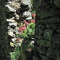 Geranientopf in der Mauer Geranientopf in der Mauer