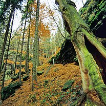 alte Bäume alte Bäume