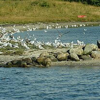 Ausfahrt in den Als Fjord an Möven vorbei Ausfahrt in den Als Fjord an Möven vorbei