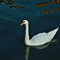 Schwan Schwan