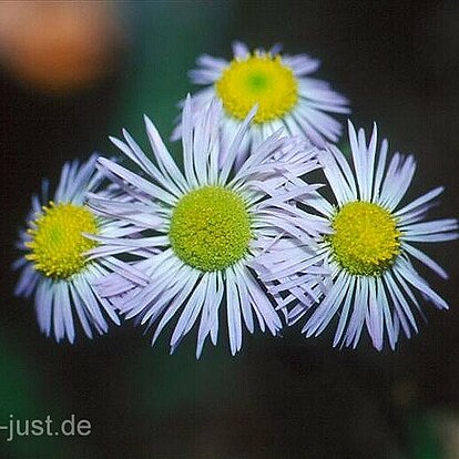 Kamillenblüten