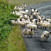 Schafe angriffsslustig auf der Strasse Schafe angriffsslustig auf der Strasse