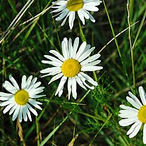 Margueritten Margueritten