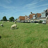 Deichschafe vor Makkum