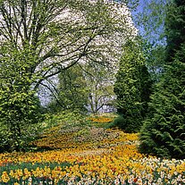 Narzissenwiese auf der Mainau Narzissenwiese