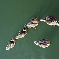 Entenfamilie Entenfamilie