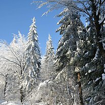 Bäume an der Straße Bäume an der Straße