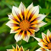 Sternblume Sternblume