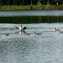 Enten im See Enten im See