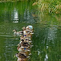 Enten an der Aller-Staustufe Oldau Enten an der Aller-Staustufe Oldau