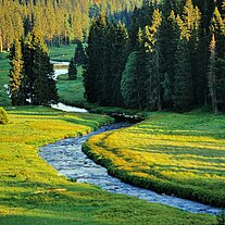 Der Rachelbach Der Rachelbach